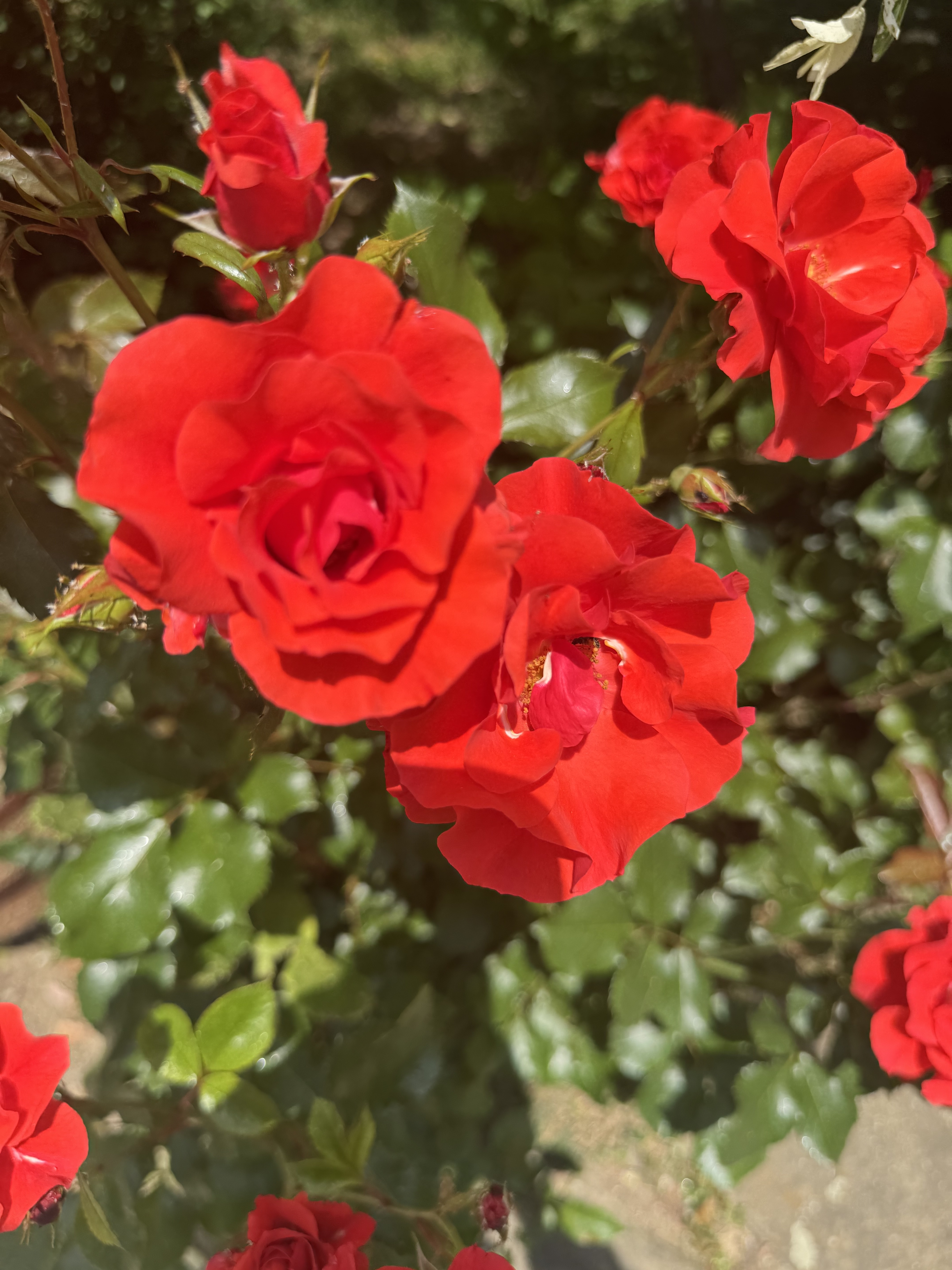 Bulgaria’s Finest Rose Essential Oil